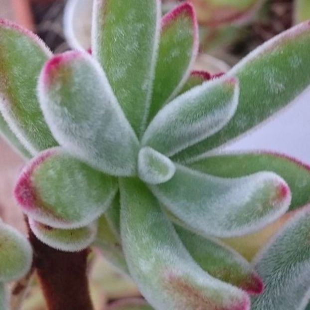 ECHEVERIA pulvinata v. frosty - Ecveria