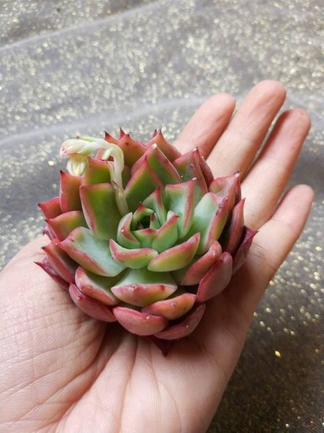 Echeveria Red Dragon - Ecveria