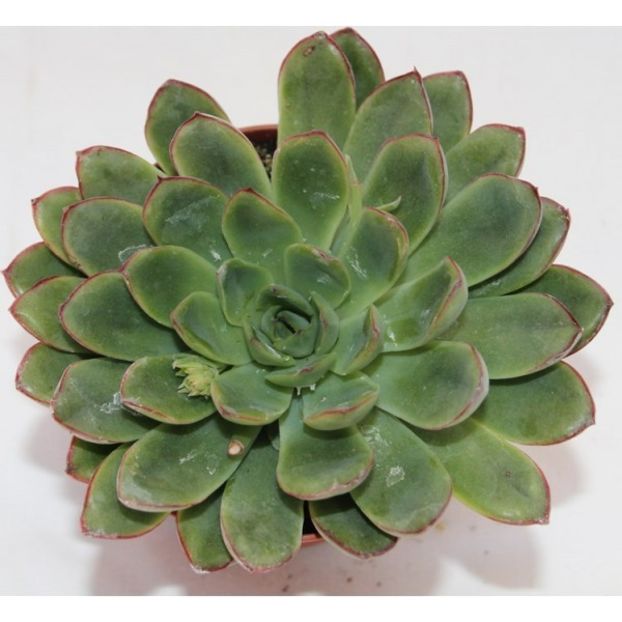 Echeveria Rondo - Ecveria