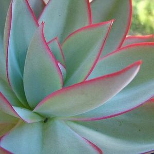 ECHEVERIA subrigida Wavy - Ecveria