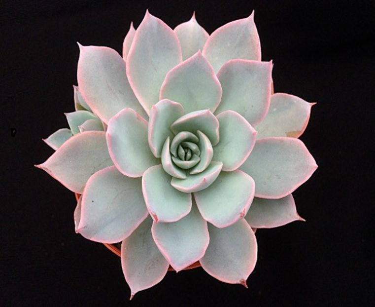 Echeveria subsessilis - Ecveria