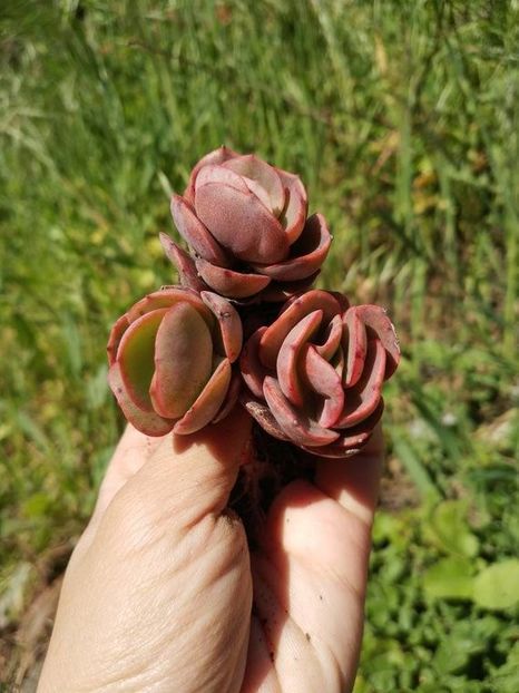 Echeveria Suyon - Ecveria