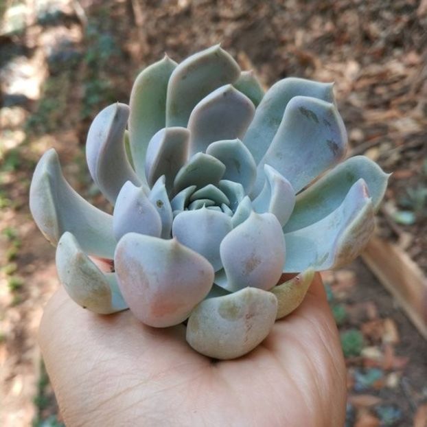 Echeveria Tiny Burger - Ecveria
