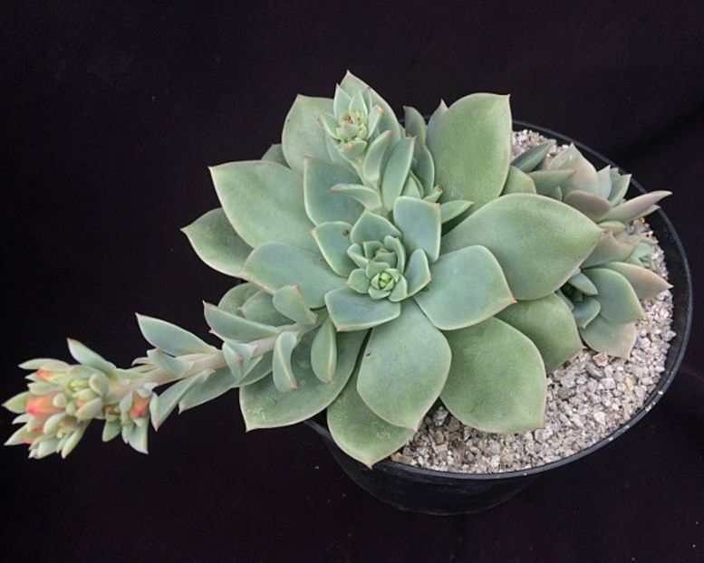 Echeveria Van Breen - Ecveria