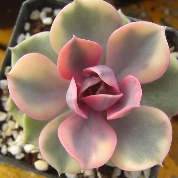 Echeveria West Rainbow - Ecveria