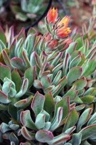 Ecveria Ruby Slippers - Ecveria