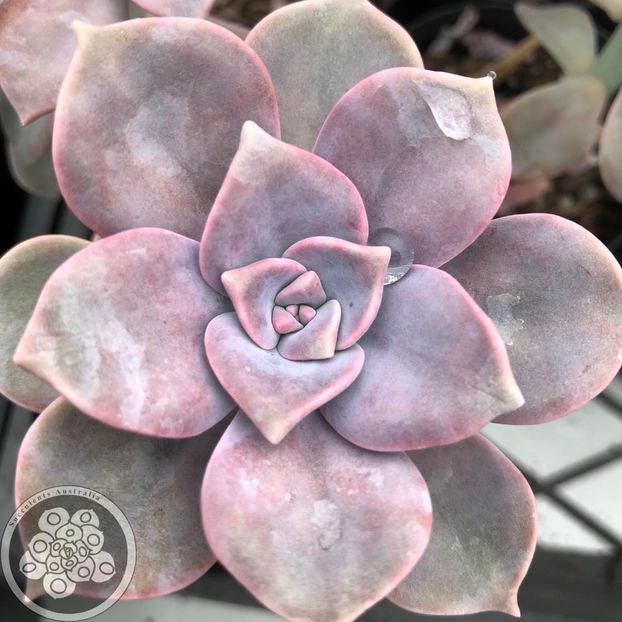 Graptopetalum Purple Delight - Ecveria