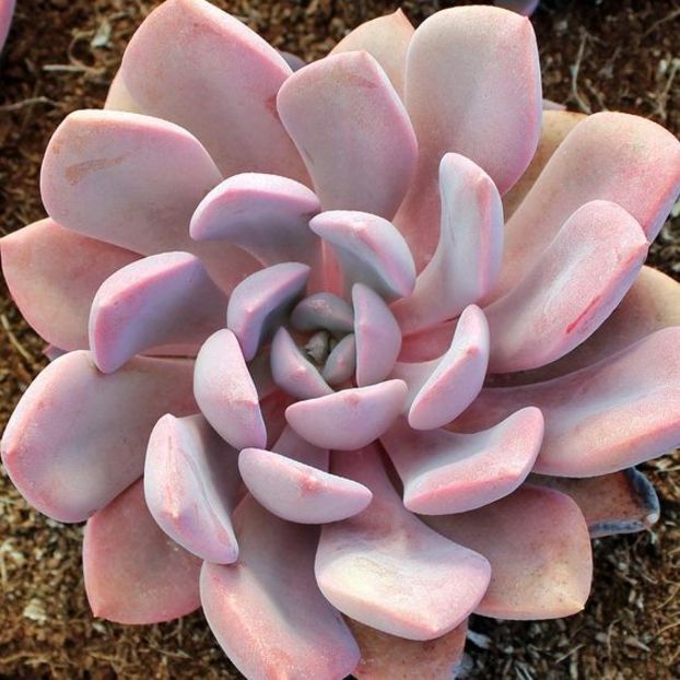 Graptoveria Debbie - Ecveria