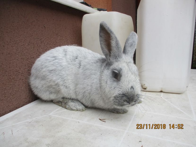 masc !! - X ARHIVA IEPURI CE AM AVUT