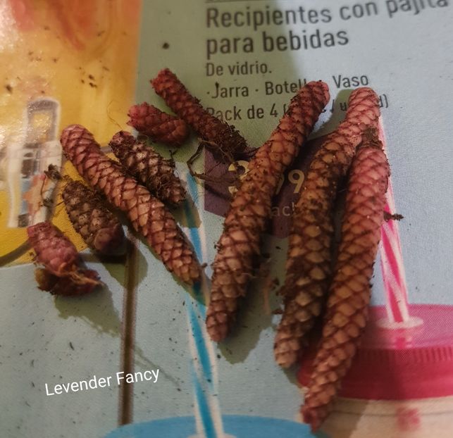 Cei mai frumosi rizomi de la achi mei. - Achimenes