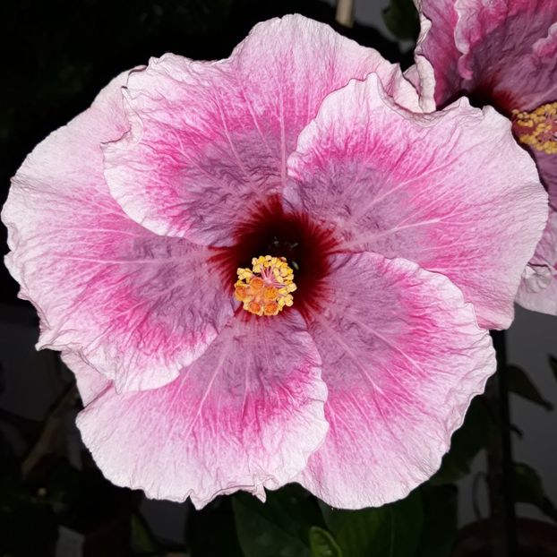  - hibi taiwan cancer boy