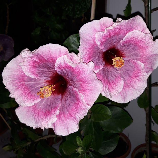  - hibi taiwan cancer boy