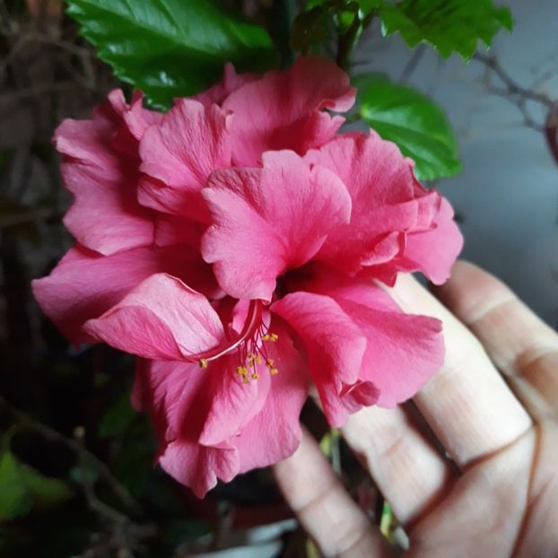  - hibi pride of hankins