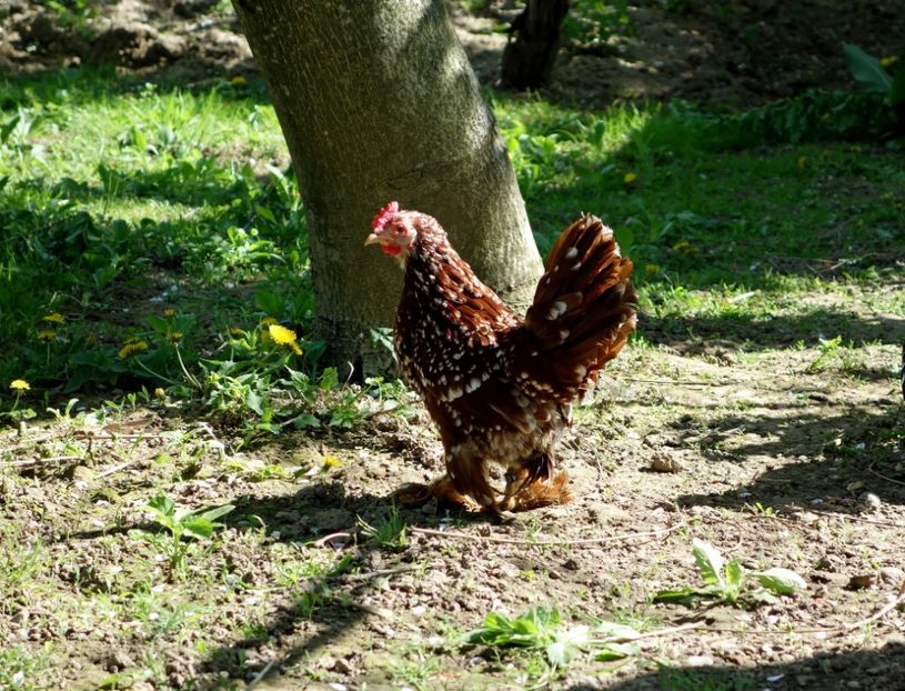  - G - Mii de flori 2018 B