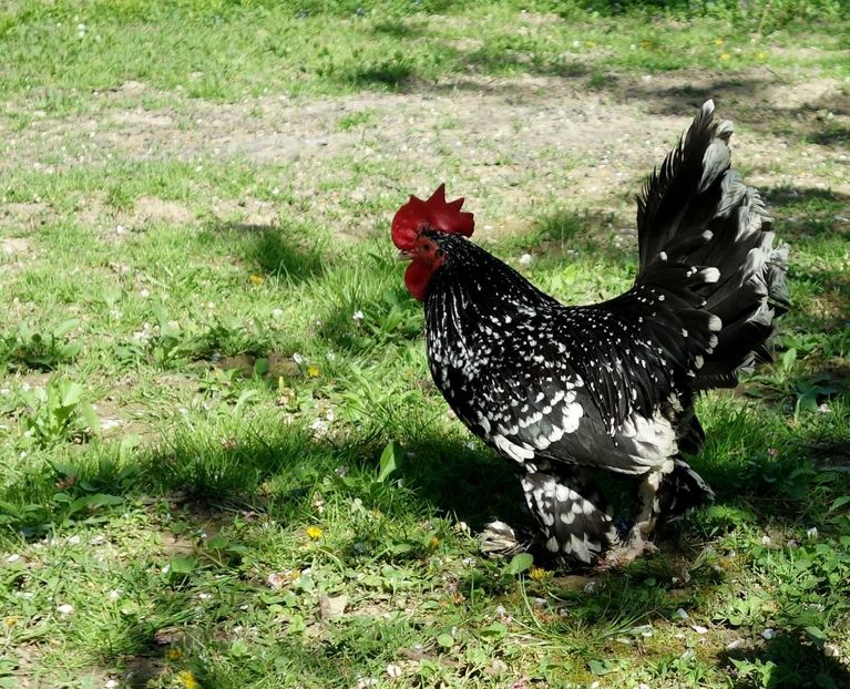  - G - Mii de flori 2018 B