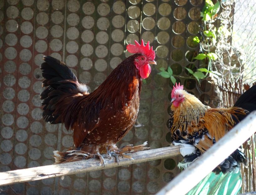  - G - Mii de flori 2018 B