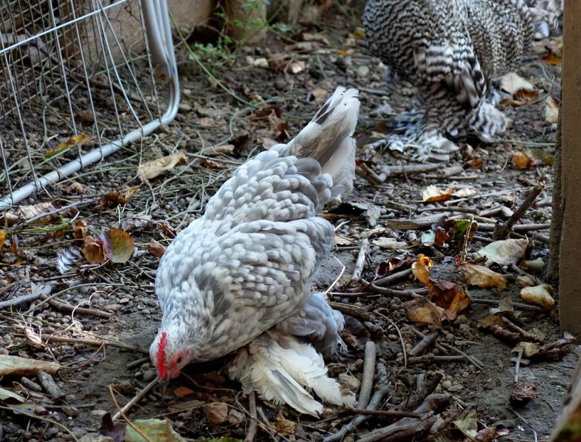  - G - Mii de flori 2018 B