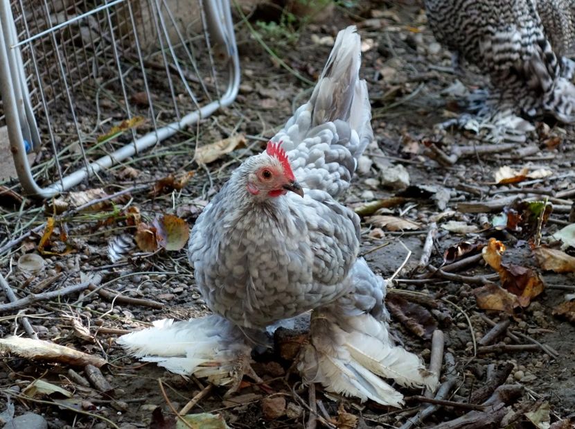  - G - Mii de flori 2018 B