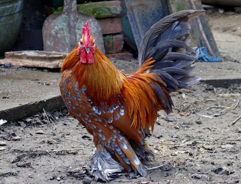  - G - Mii de flori 2018 B