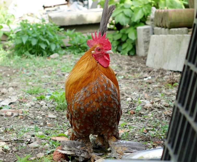  - G - Mii de flori 2018 B