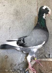 2058339B-3540-45F0-A790-9E54B742A866 - Ornament