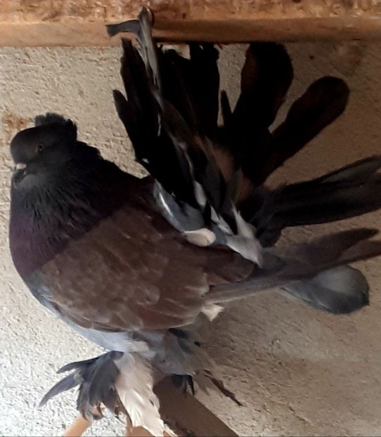  - Voltati indieni matca 2019