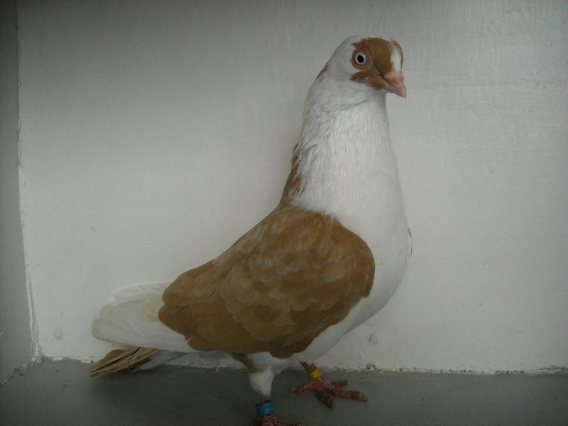  - PORUMBEI CARE MI AU APARTINUT