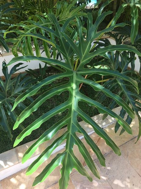 ph.tortum - 00 CAUT ACESTE PLANTE