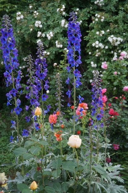  - Geranium si alte perene