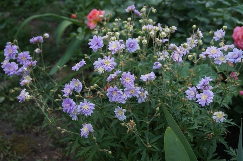  - Geranium si alte perene