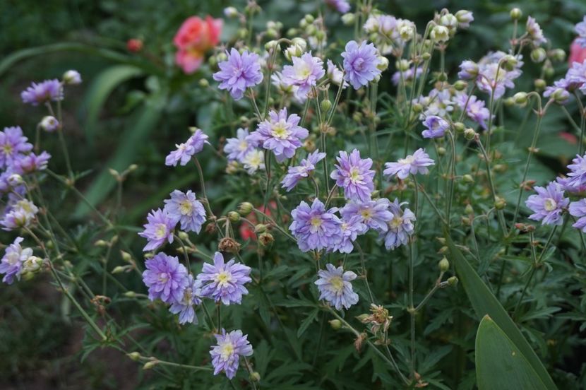  - Geranium si alte perene