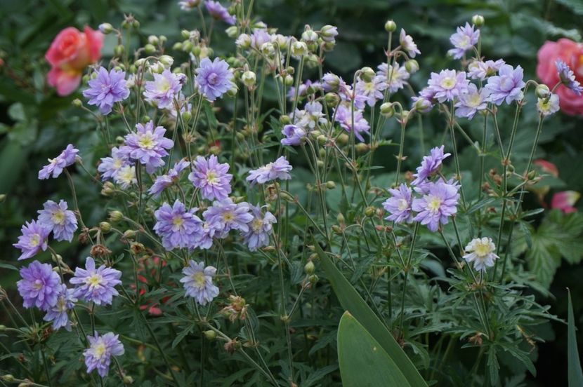  - Geranium si alte perene