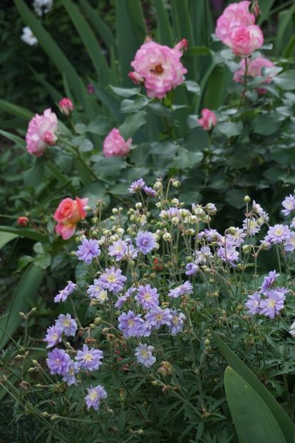  - Geranium si alte perene