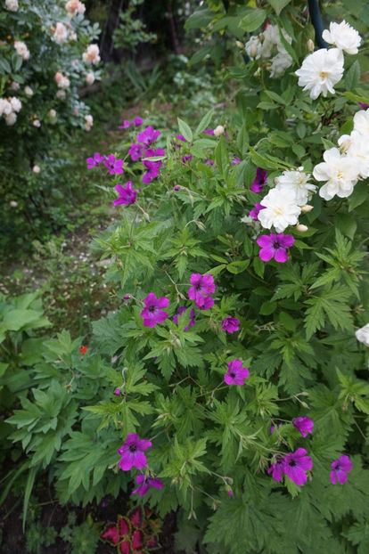  - Geranium si alte perene