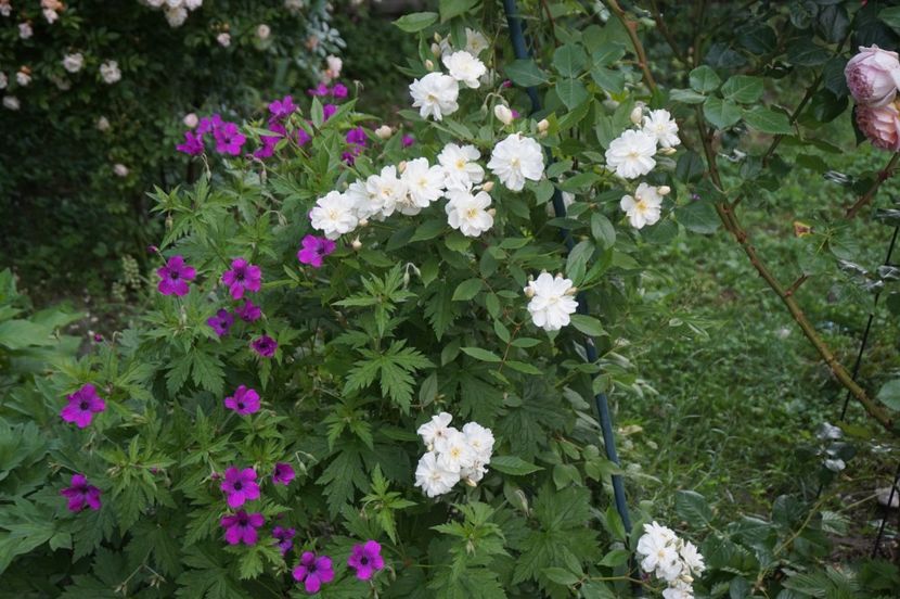  - Geranium si alte perene