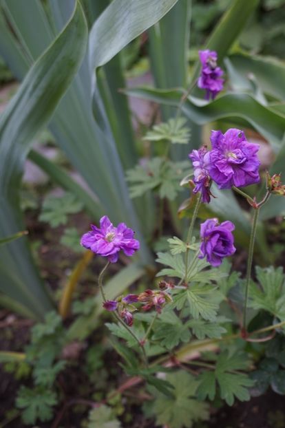  - Geranium si alte perene