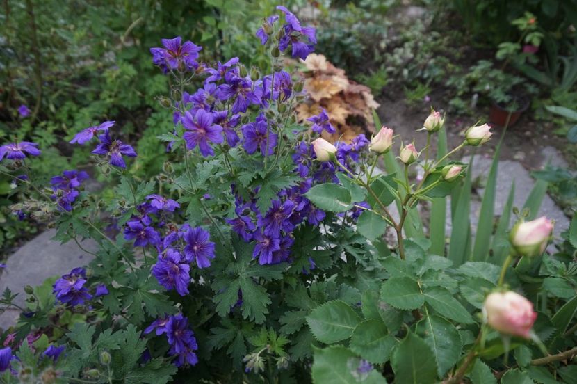  - Geranium si alte perene