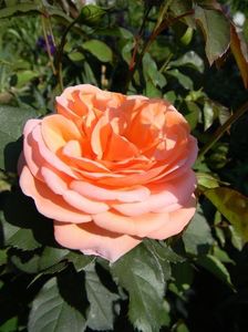 Model - Louis Clements