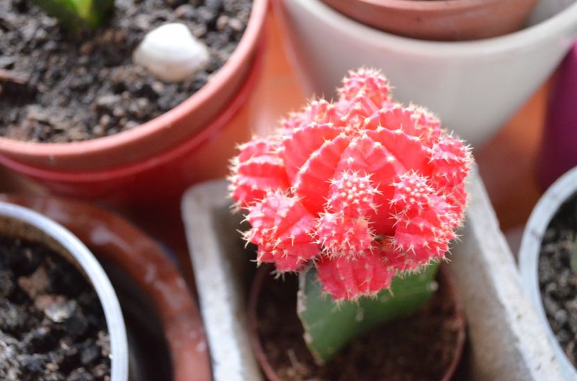  - suculente si cactusi