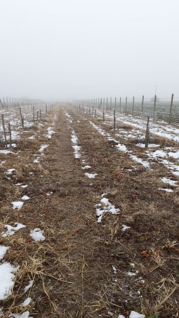  - Livada 1 anul I 2018