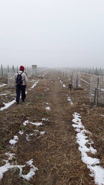  - Livada 1 anul I 2018