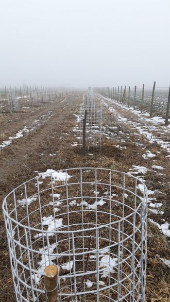  - Livada 1 anul I 2018