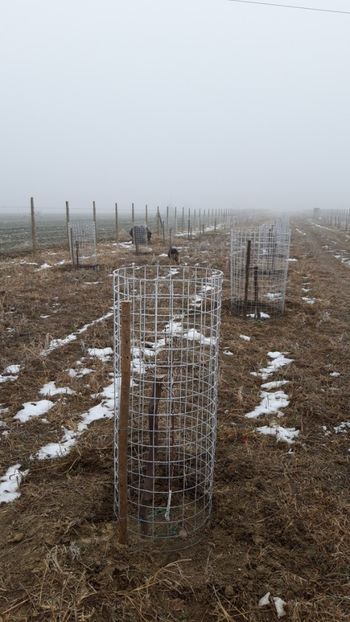  - Livada 1 anul I 2018