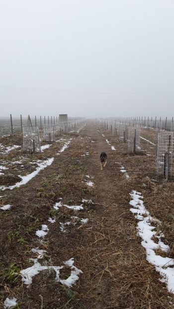  - Livada 1 anul I 2018