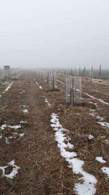  - Livada 1 anul I 2018