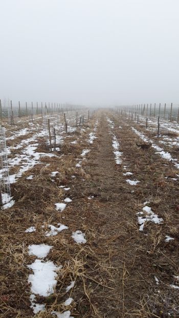  - Livada 1 anul I 2018