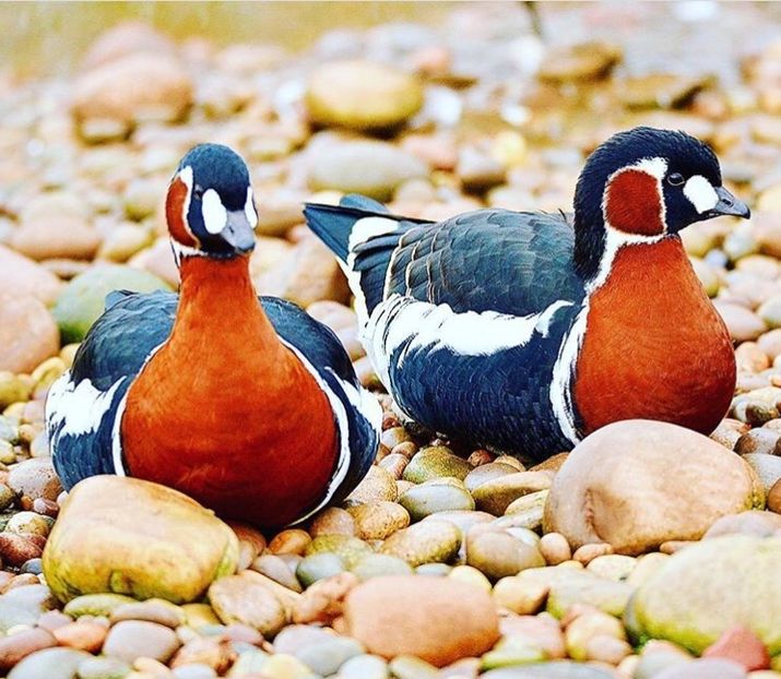 Gâsca cu gâtul roșu - Un fel de rai pe pământ!