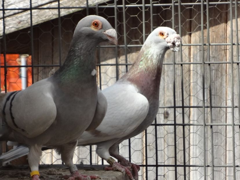 PERECHEA 1.-2016. - 05-VOIAJORI STIL VECHI 2016-2020