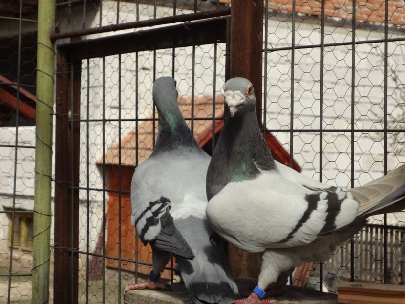 PERECHEA 2. - 05-VOIAJORI STIL VECHI 2016-2020