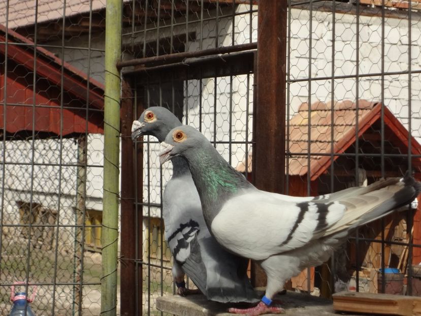  - 05-VOIAJORI STIL VECHI 2016-2020